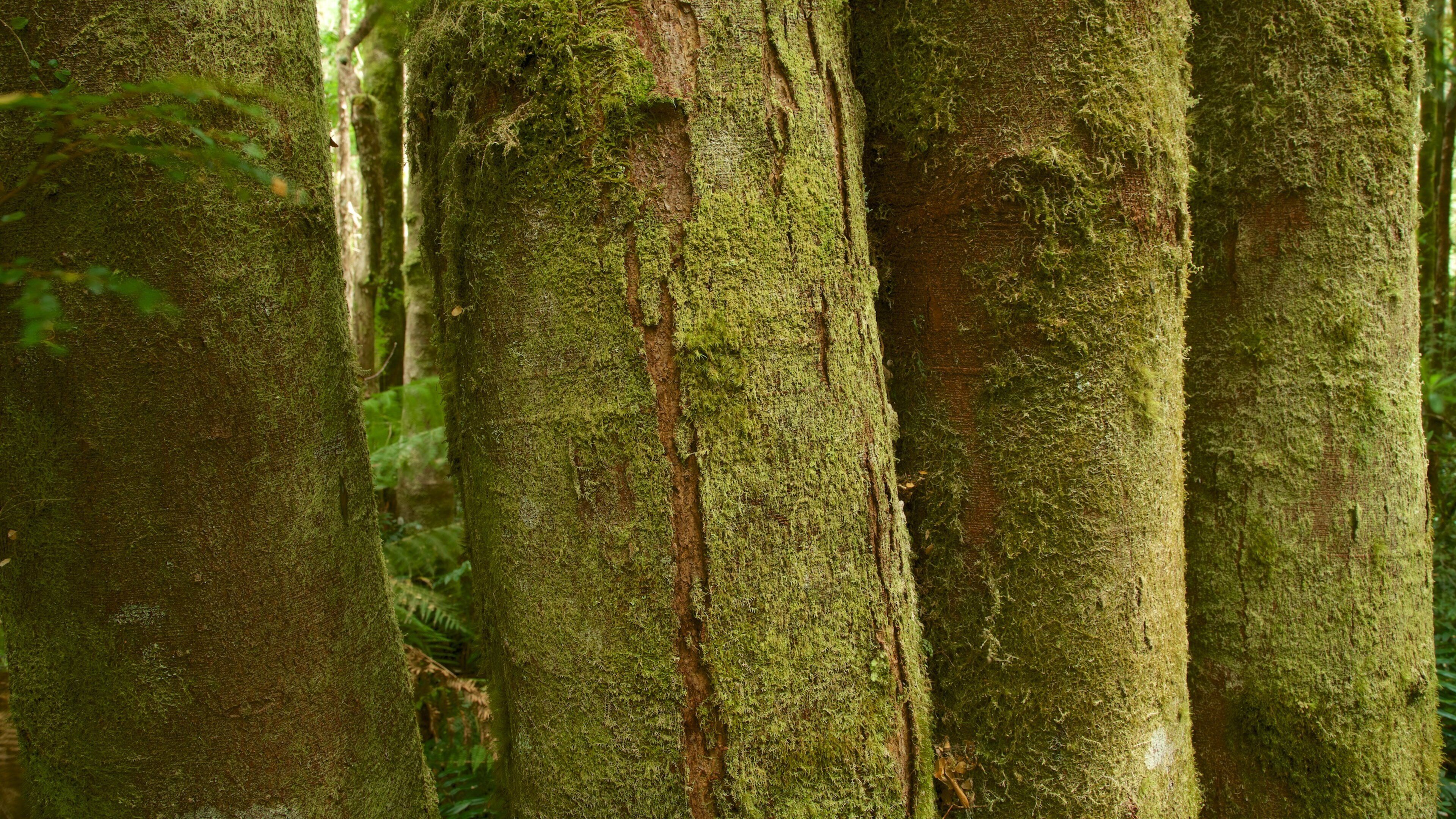 Queenstown som viser regnskog