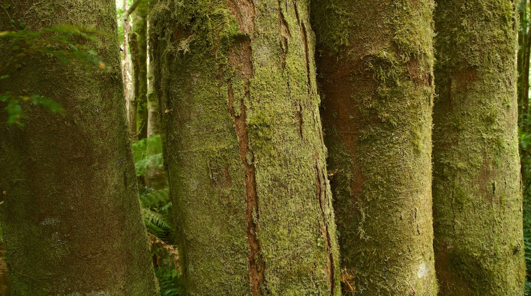 Queenstown som viser regnskog