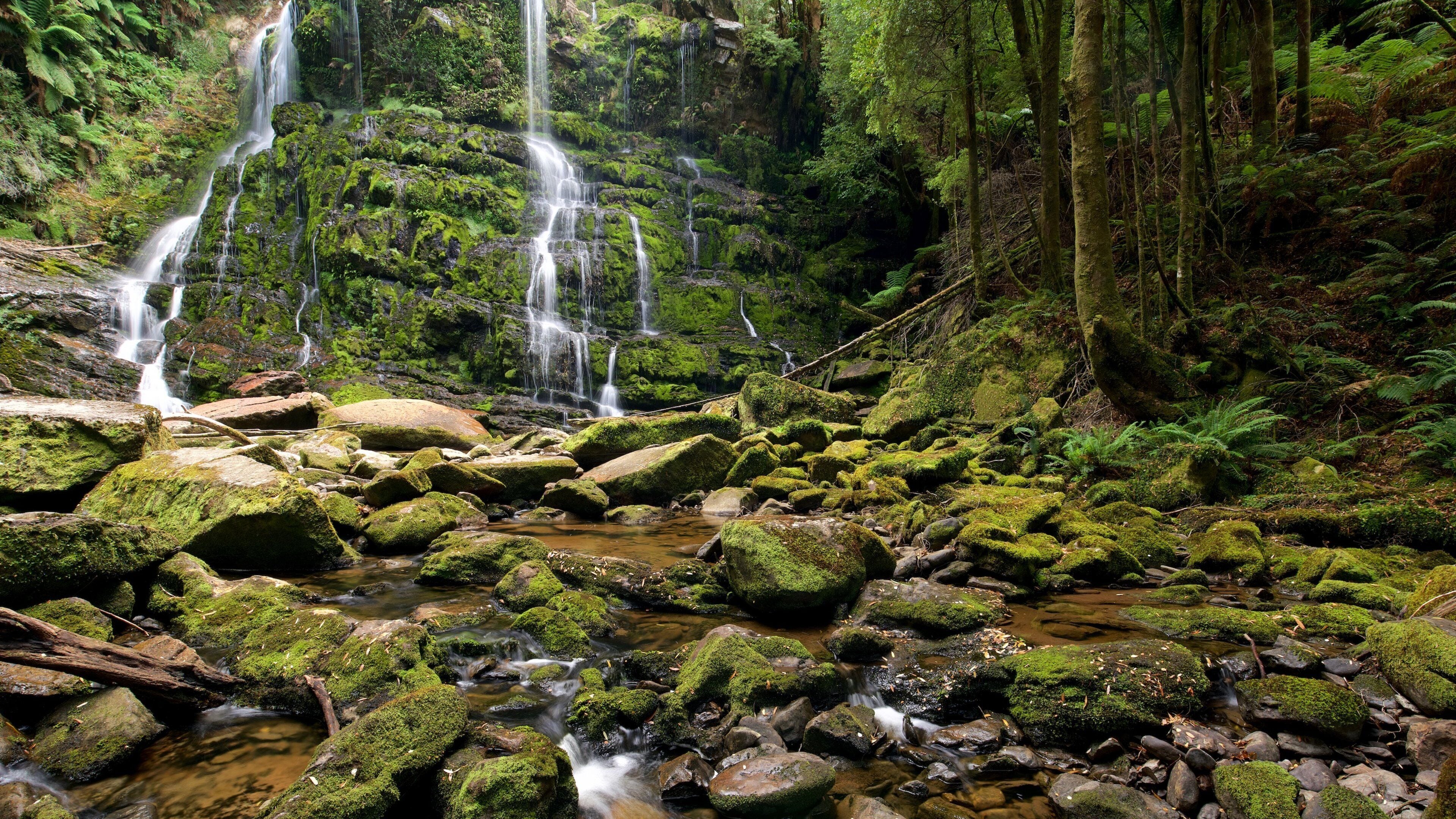 A forested area with a cascading waterfall and a stream flowing over moss-covered rocks.