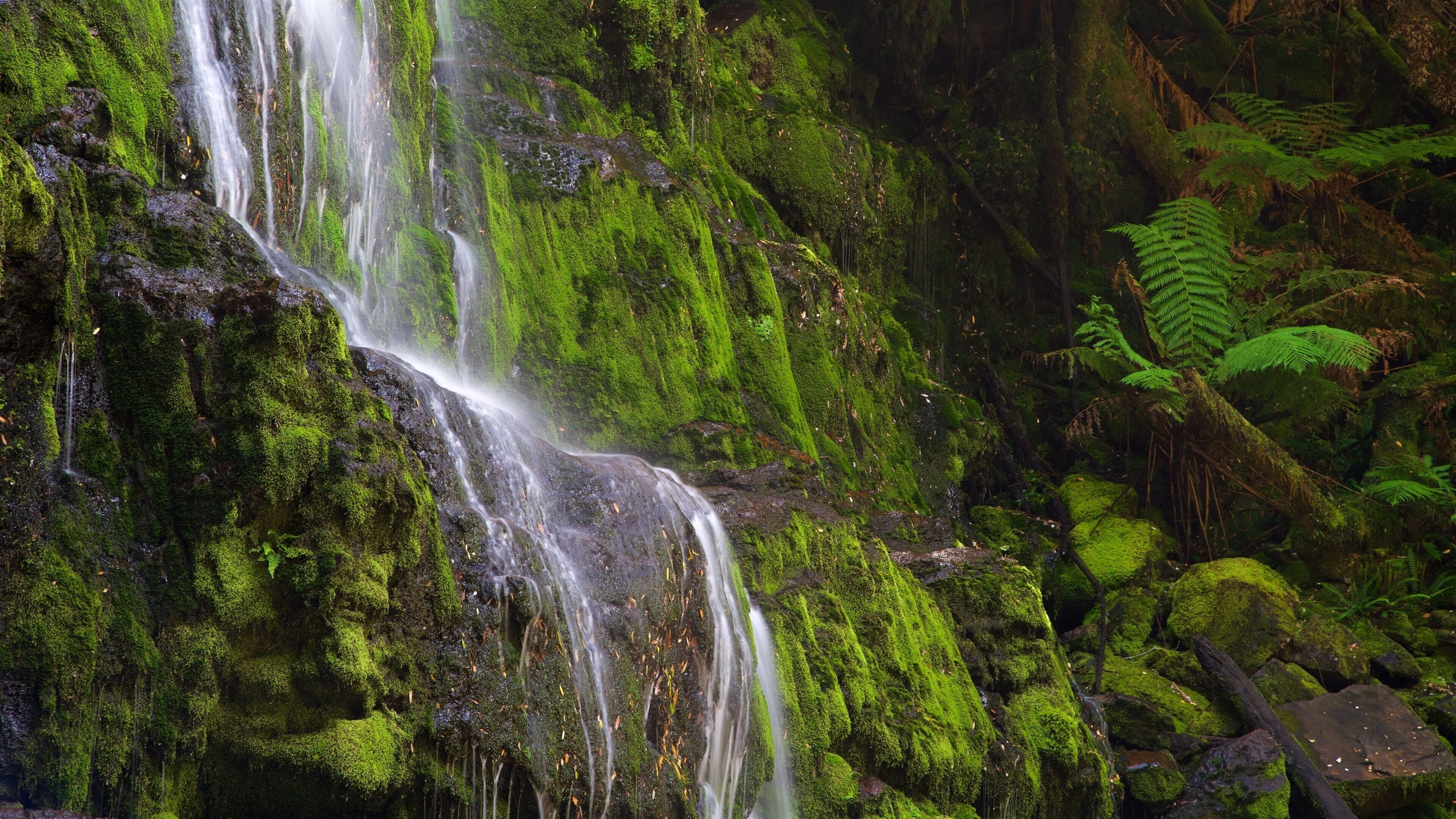 A moss-covered waterfall in a forest.