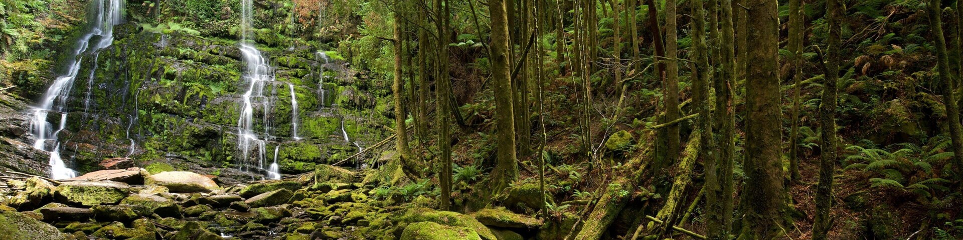 Queenstown que incluye imágenes de bosques y cataratas