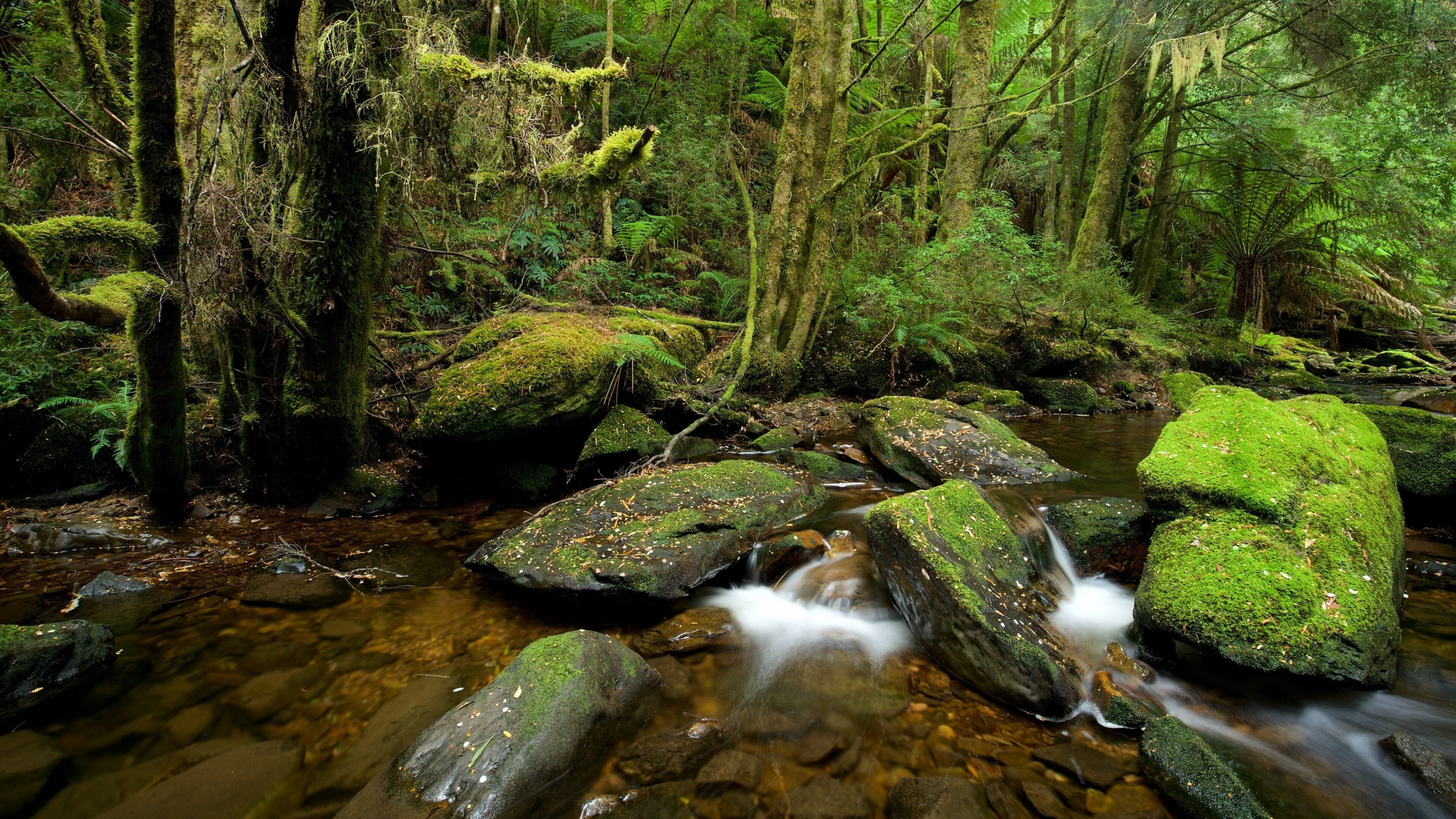 Nelson Falls featuring a river or creek and forest scenes