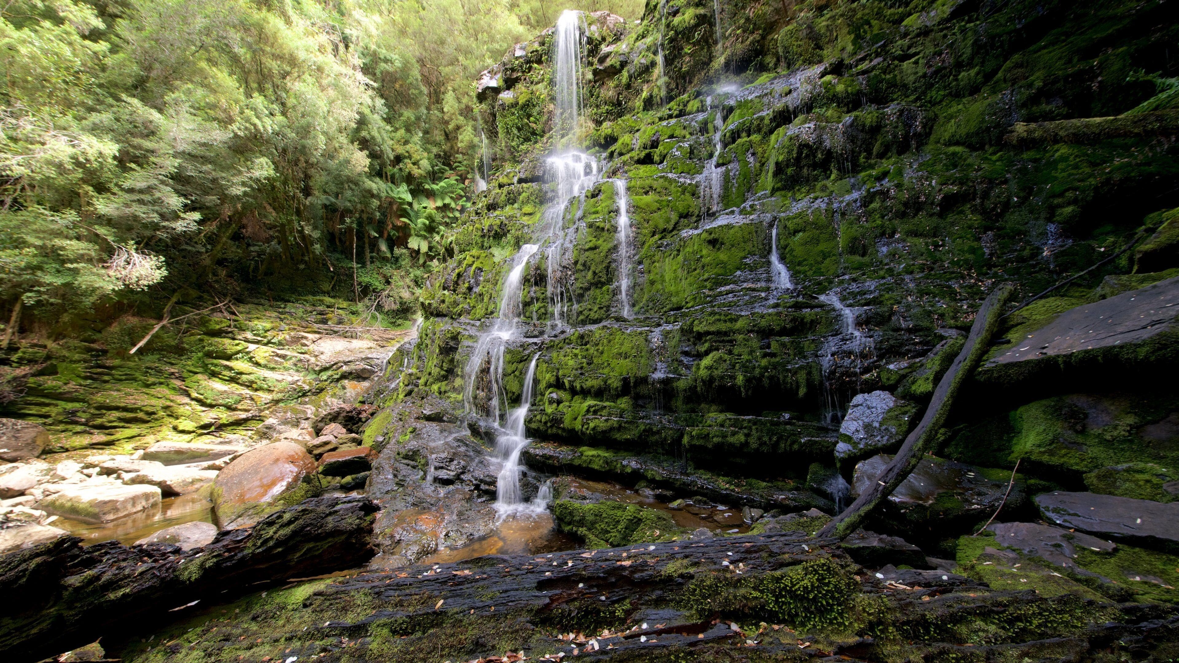 Queenstown som visar en kaskad och regnskog