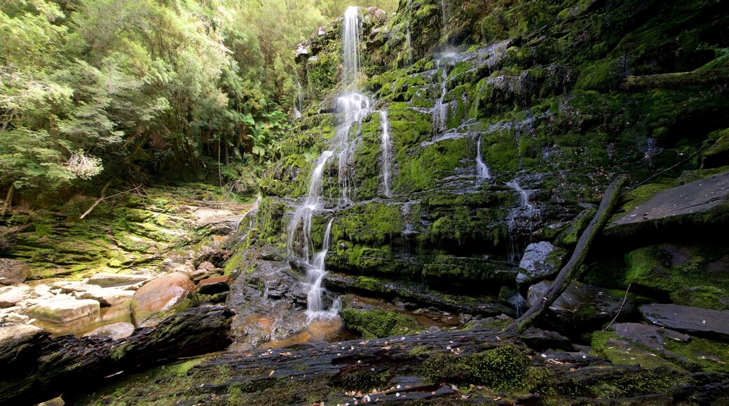 Queenstown som visar en kaskad och regnskog