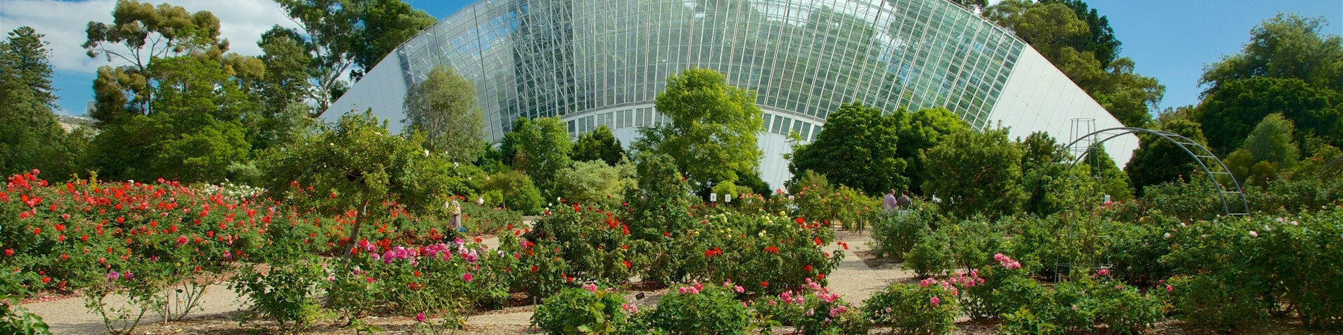Adelaide mostrando giardino e fiori di campo