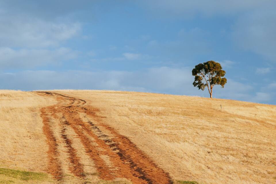 A dirt path on a grassy hill with a single tree.