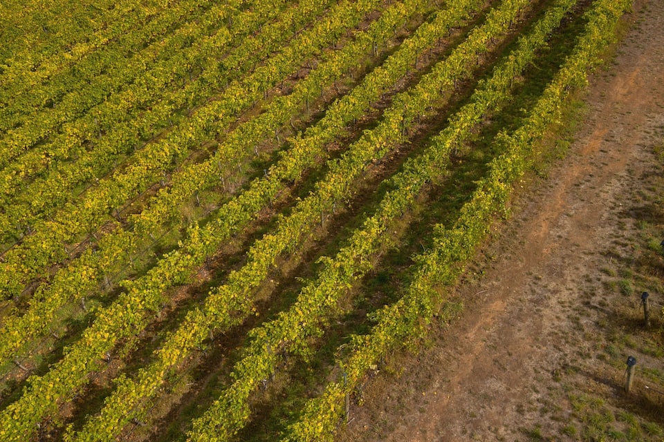 A vineyard with rows of grapevines.