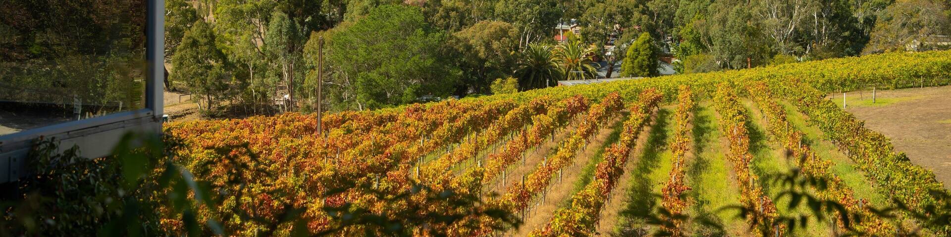 A vineyard with rows of grapevines, a house, and a forested hill in the background.