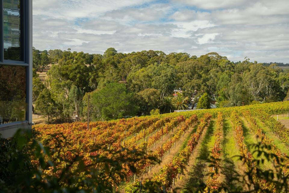 A vineyard with rows of grapevines, a house, and a forested hill in the background.