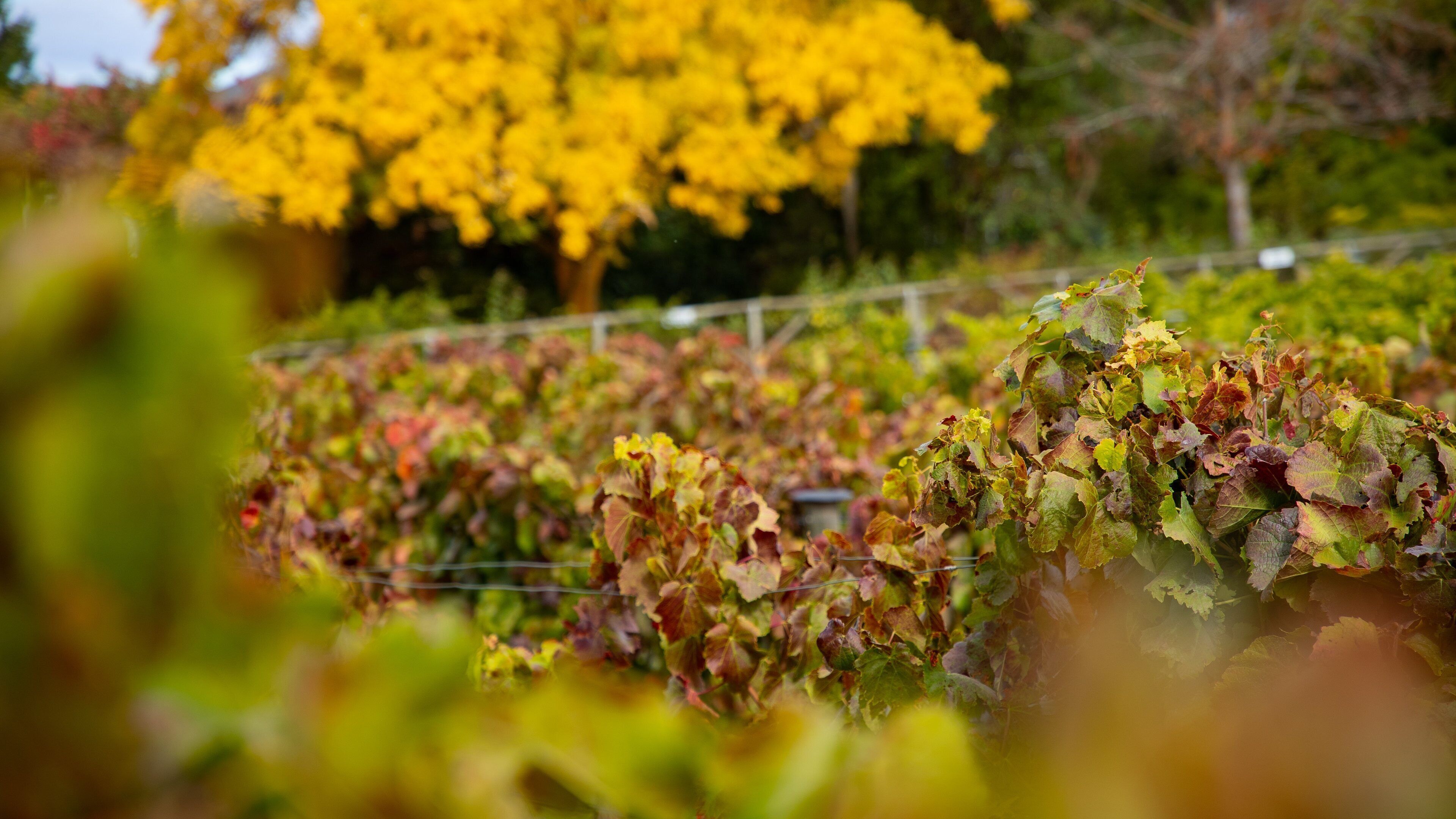 Hahndorf Hill Winery featuring farmland