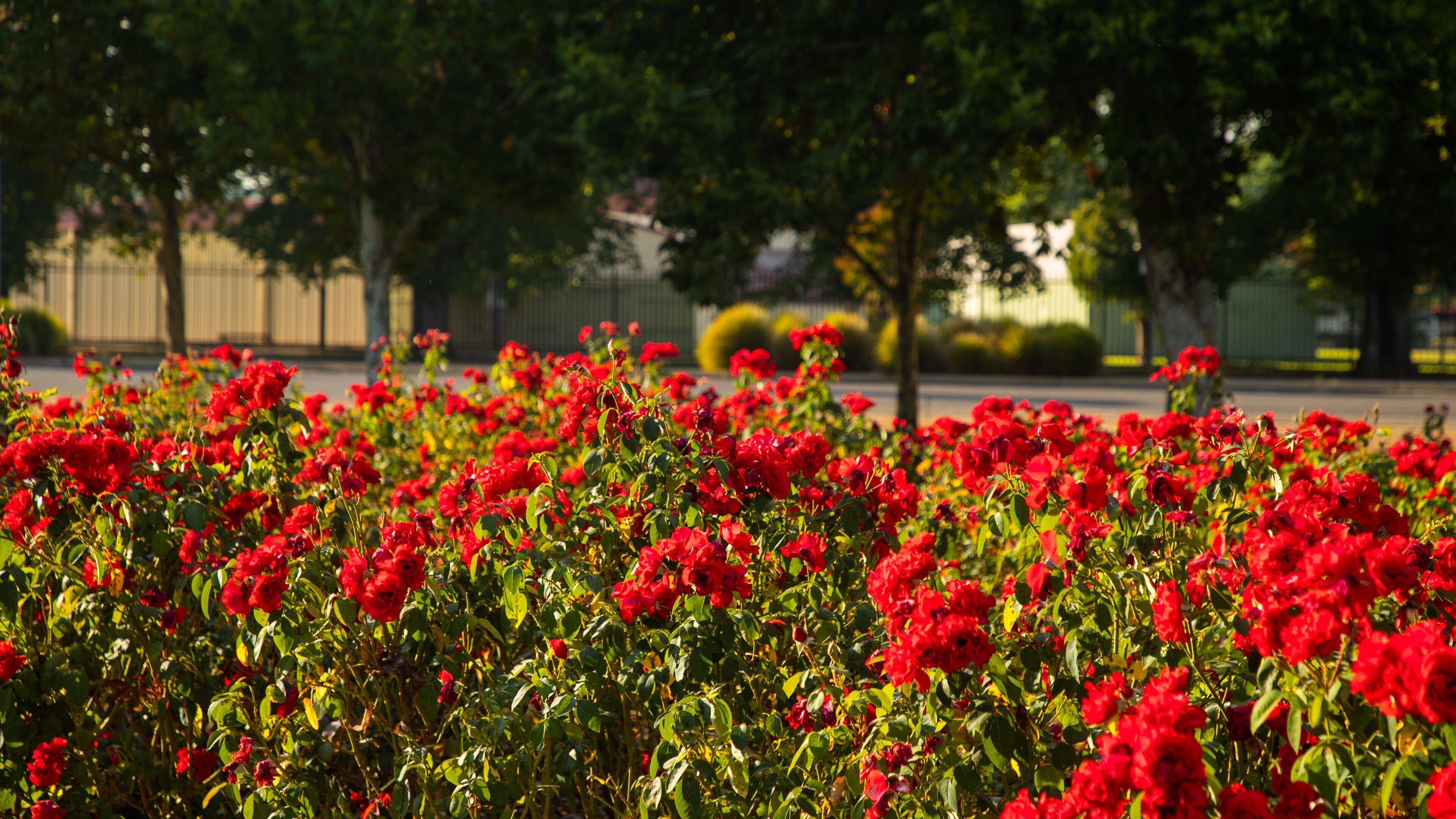 Benalla Botanic Gardens showing wildflowers
