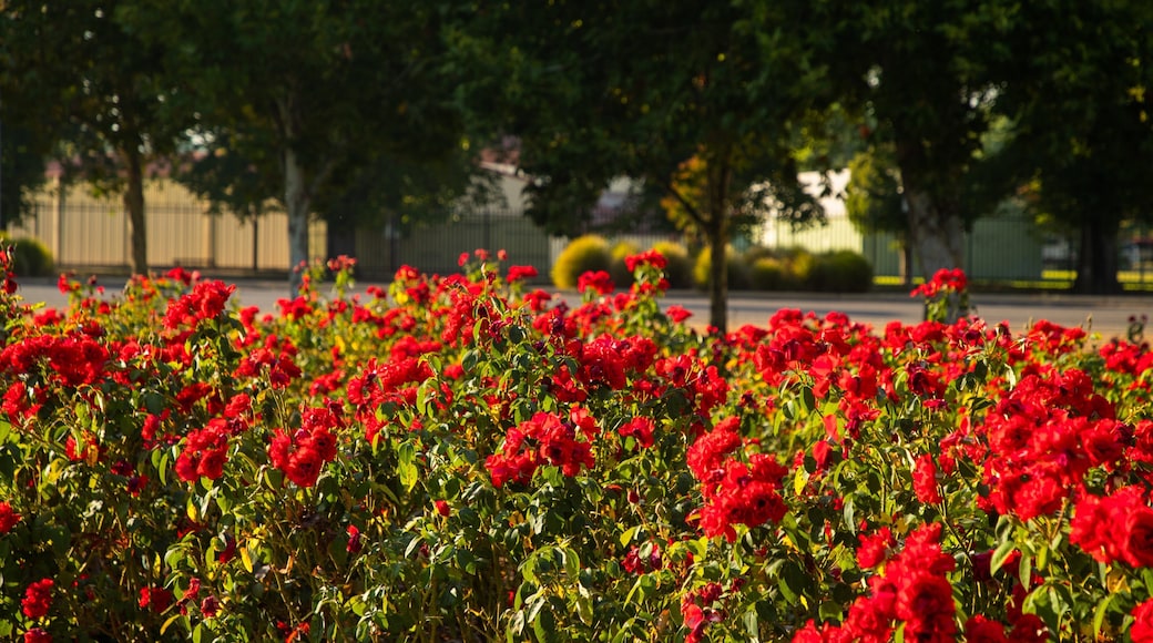 Benalla Botanic Gardens showing wildflowers