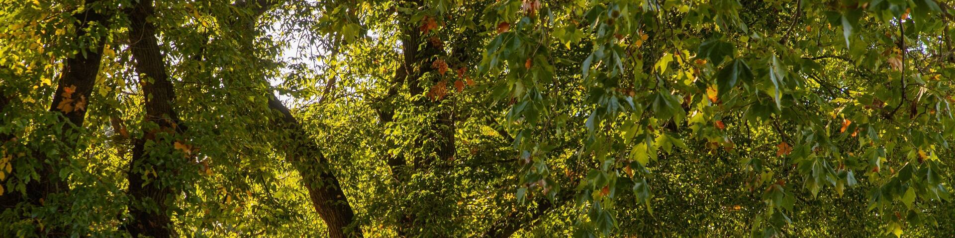 Benalla Botanic Gardens