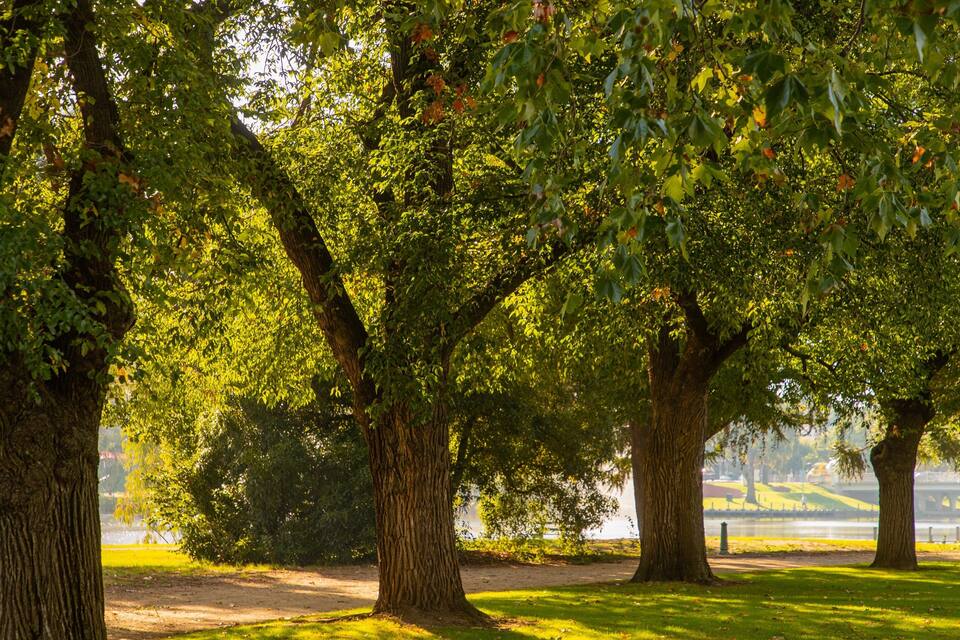 A park with large trees and a lake in the background.