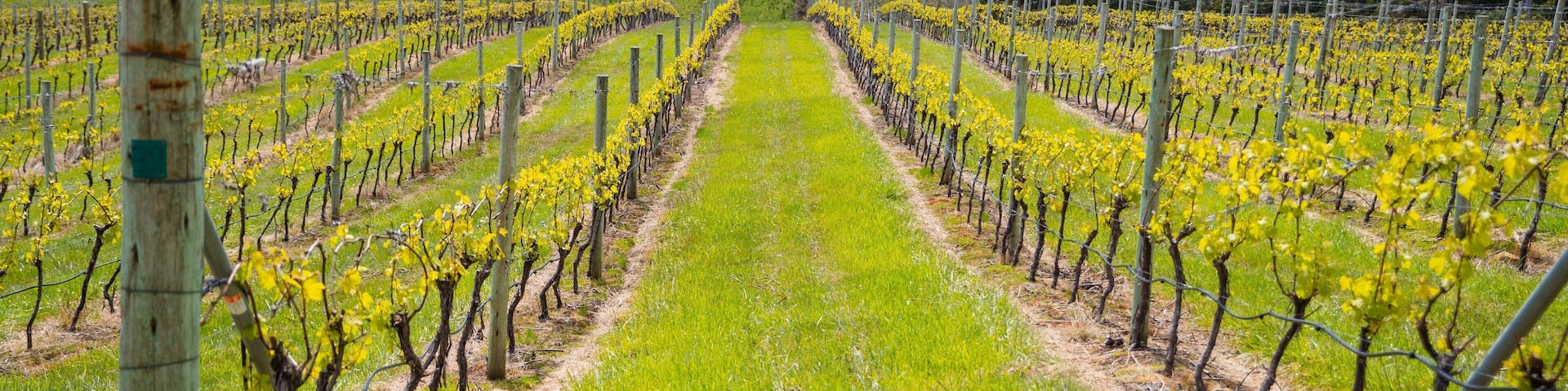 Bruny Island Premium Wines which includes farmland