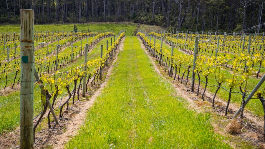 A vineyard with rows of grapevines and a grassy path.