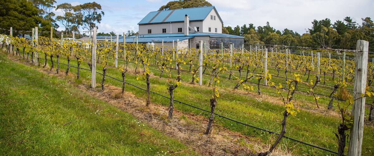 Bruny Island Premium Wines which includes farmland