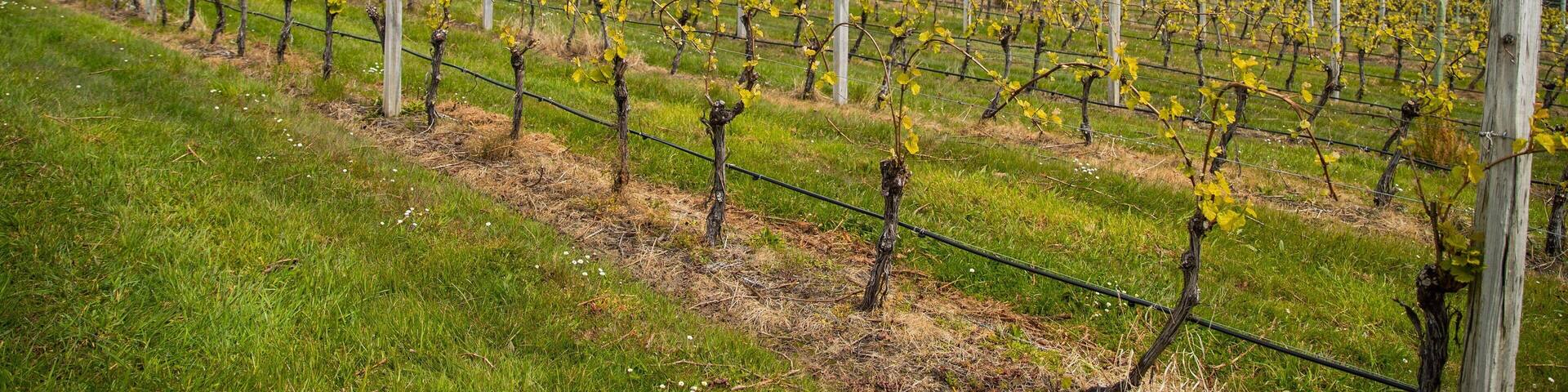 Bruny Island Premium Wines which includes farmland