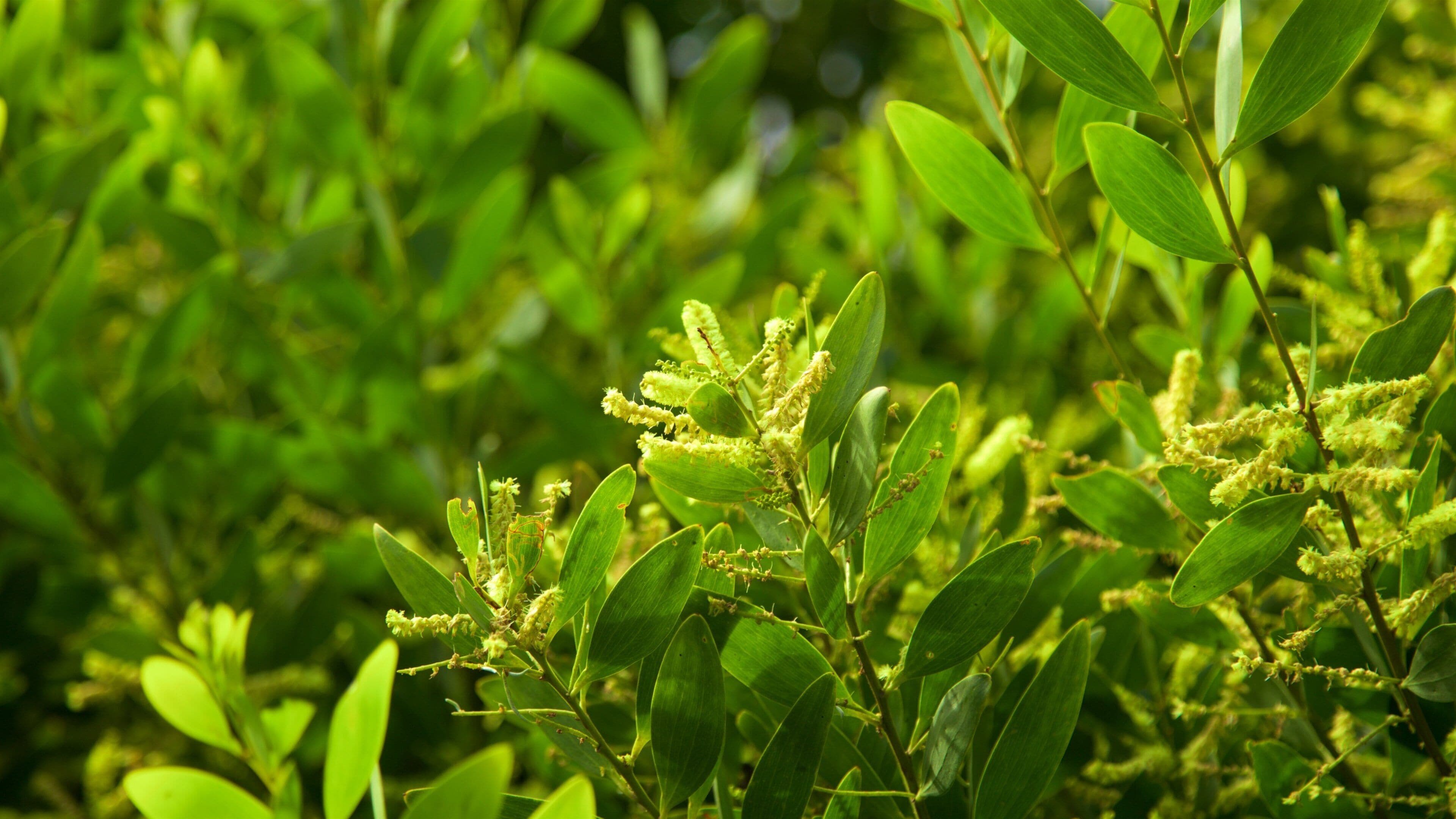 Tasman Peninsula which includes wildflowers