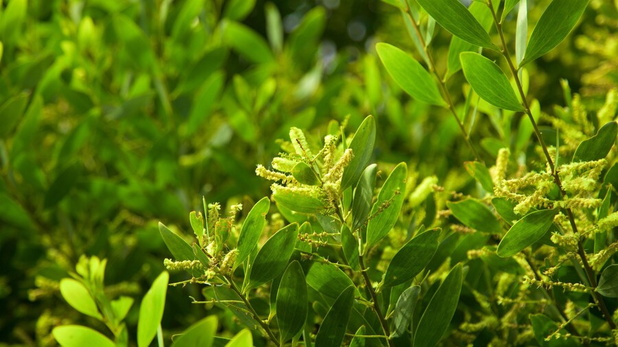 Península de Tasmania que incluye flores silvestres
