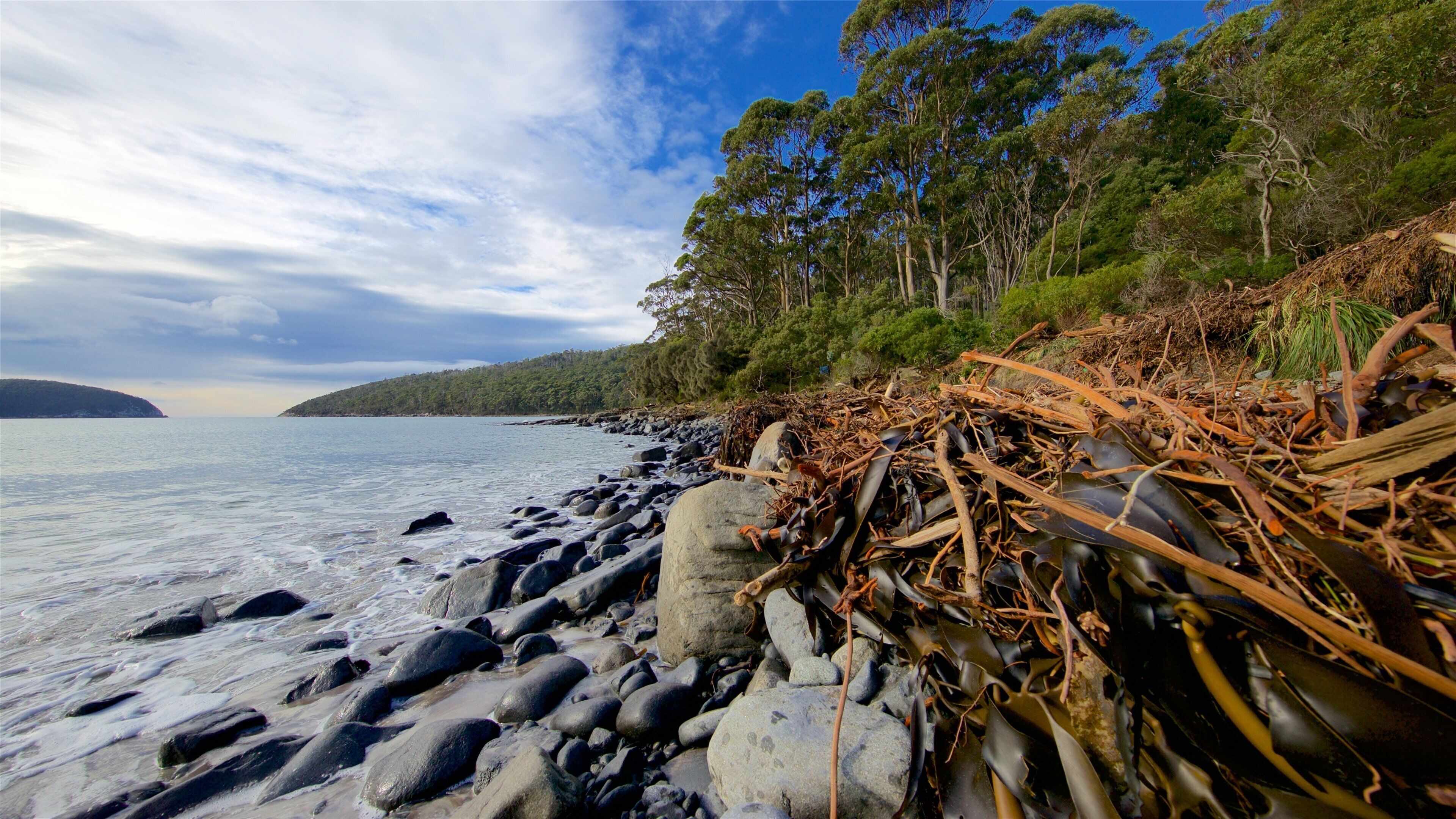A rocky shoreline with seaweed and driftwood, a clear sky, and a forested hill in the background.