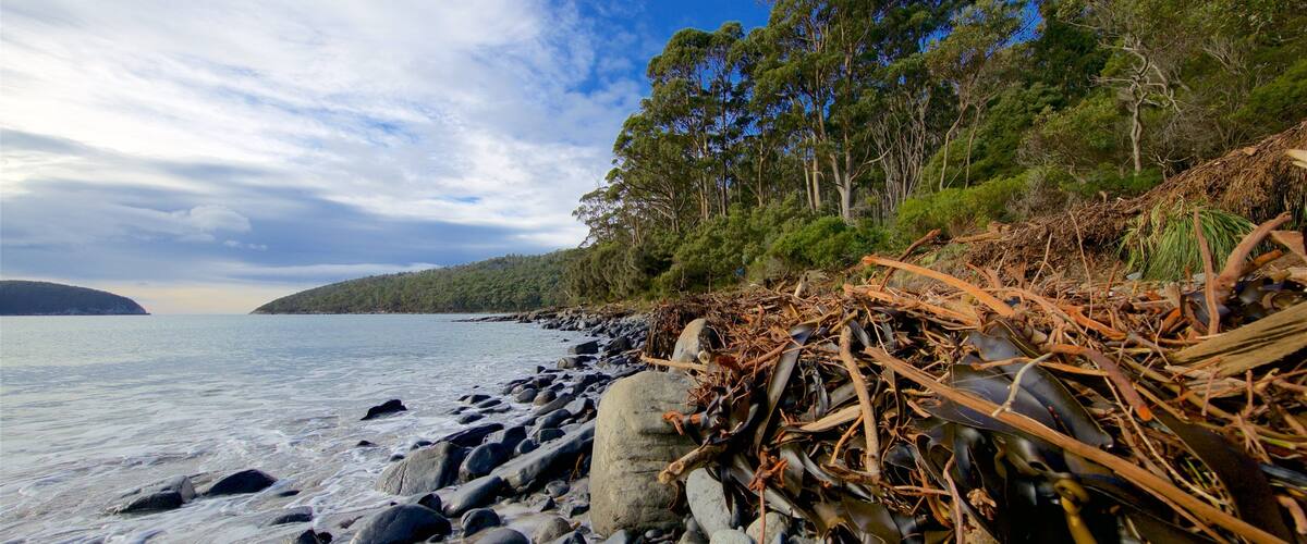 A rocky shoreline with seaweed and driftwood, a clear sky, and a forested hill in the background.