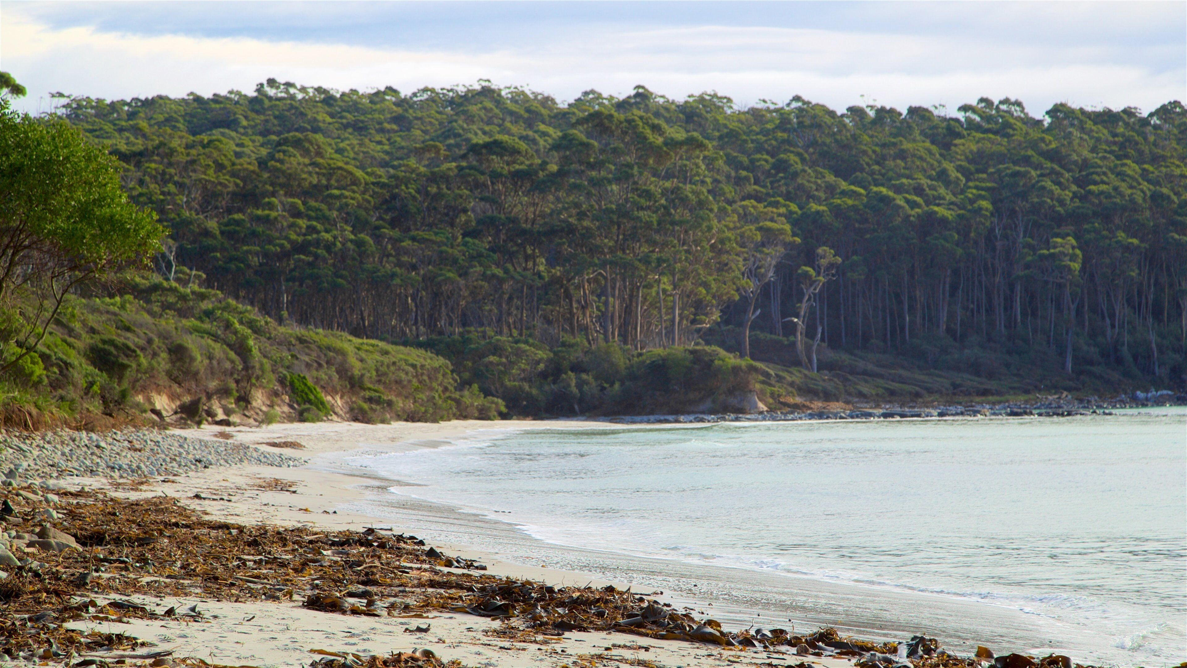 Tasman Peninsula featuring a sandy beach and forests