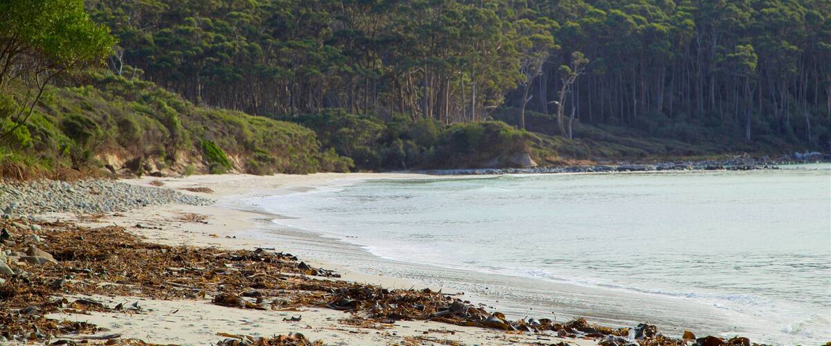 タスマン半島 どの含み 砂浜 と 森林
