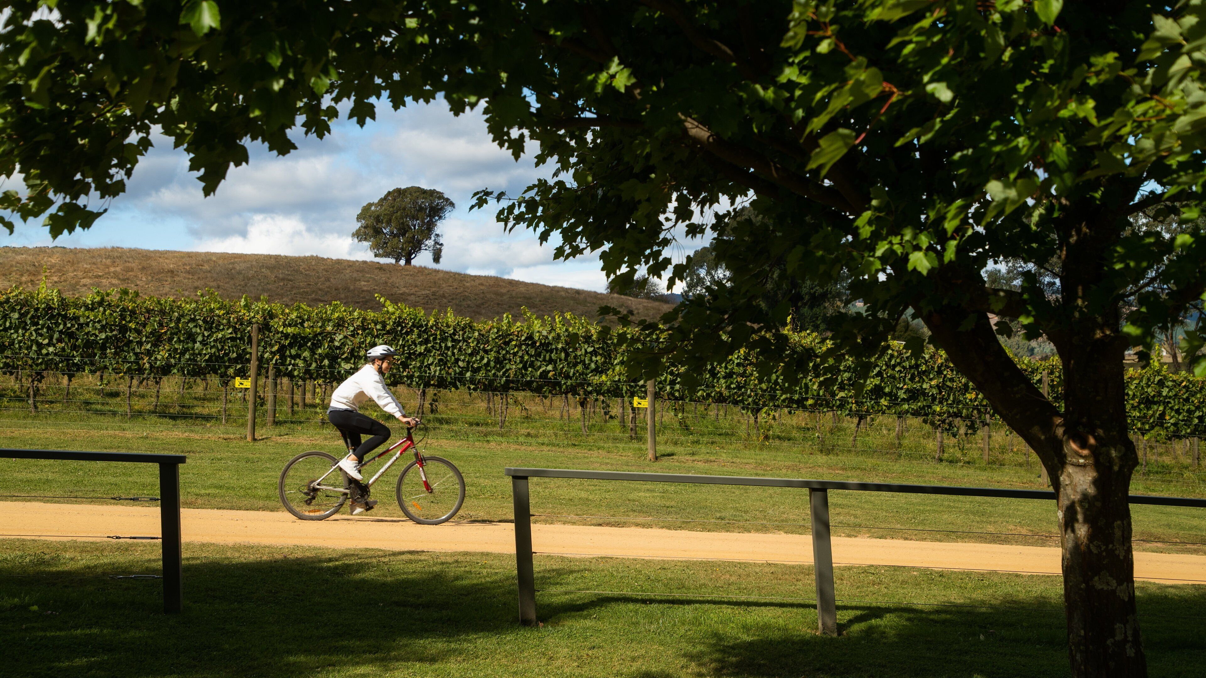 Ringer Reef Winery featuring cycling and farmland
