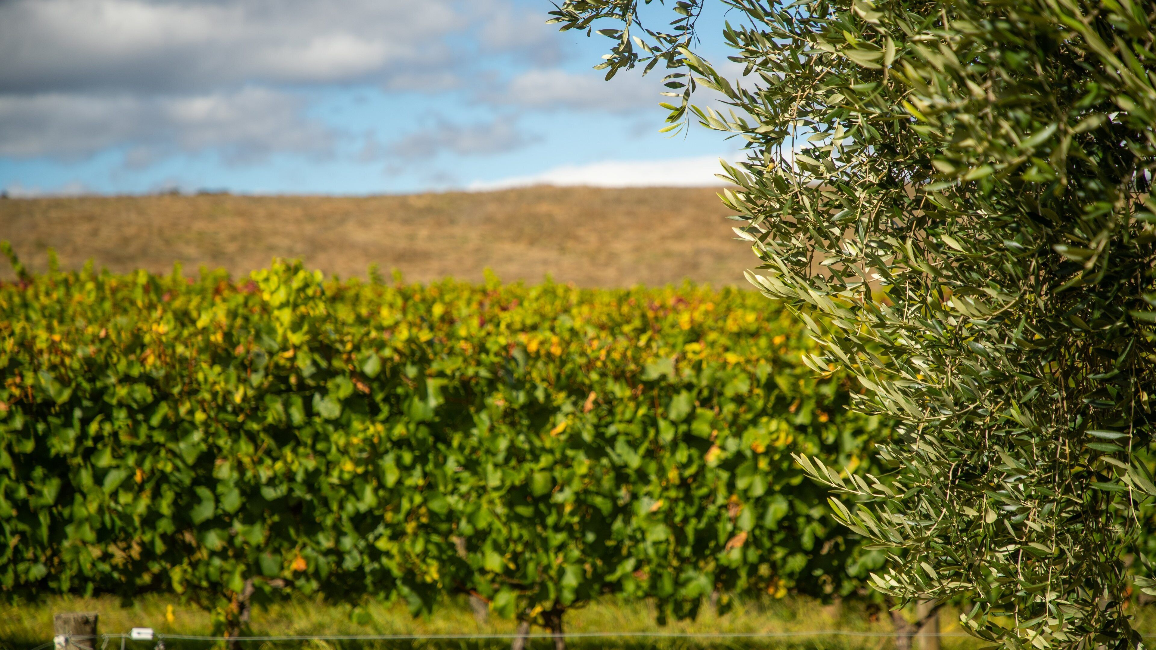 Ringer Reef Winery which includes tranquil scenes