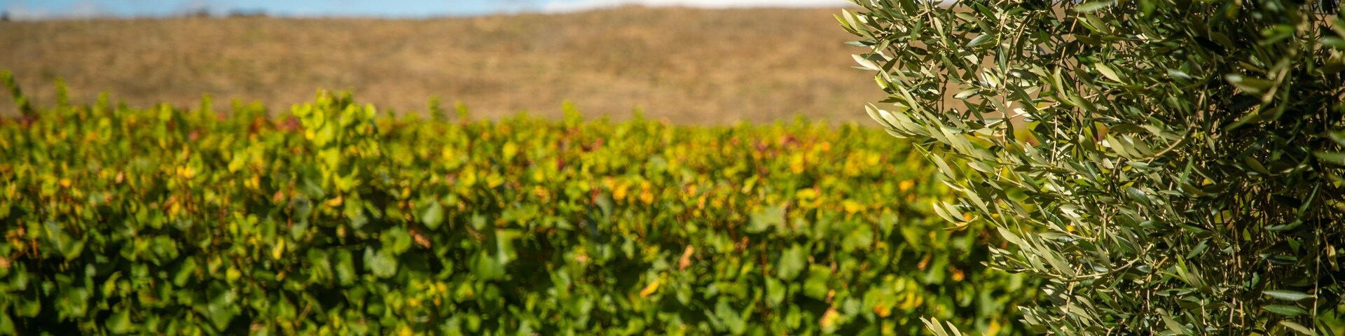 Ringer Reef Winery which includes tranquil scenes