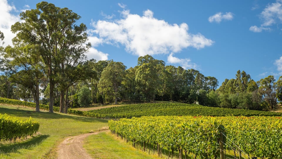 A vineyard with rows of grapevines, a dirt path, and a large tree in the foreground.