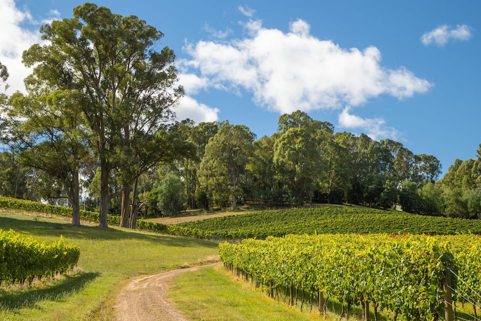 Viñedo con hileras de vides, un camino de tierra y un gran árbol en primer plano.