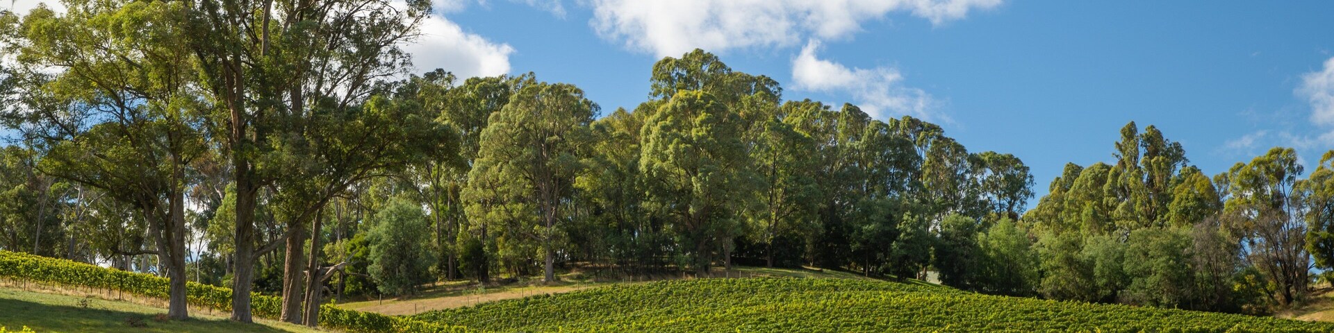 Viñedo con hileras de vides, un camino de tierra y un gran árbol en primer plano.