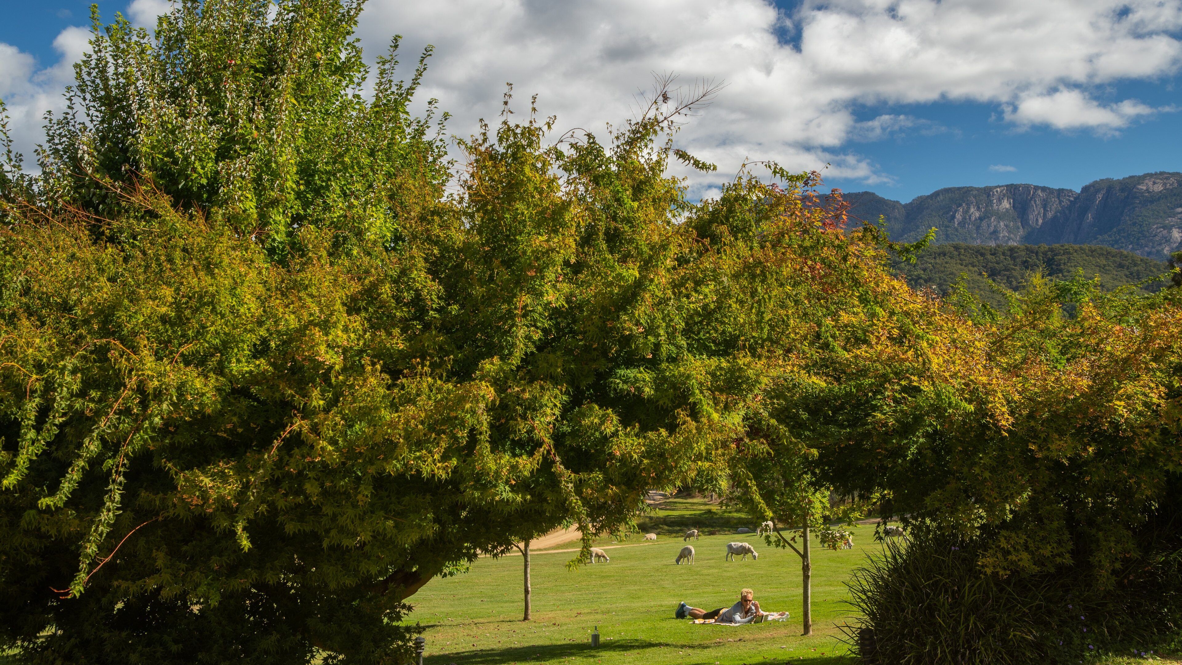 Ringer Reef Winery which includes land animals and farmland