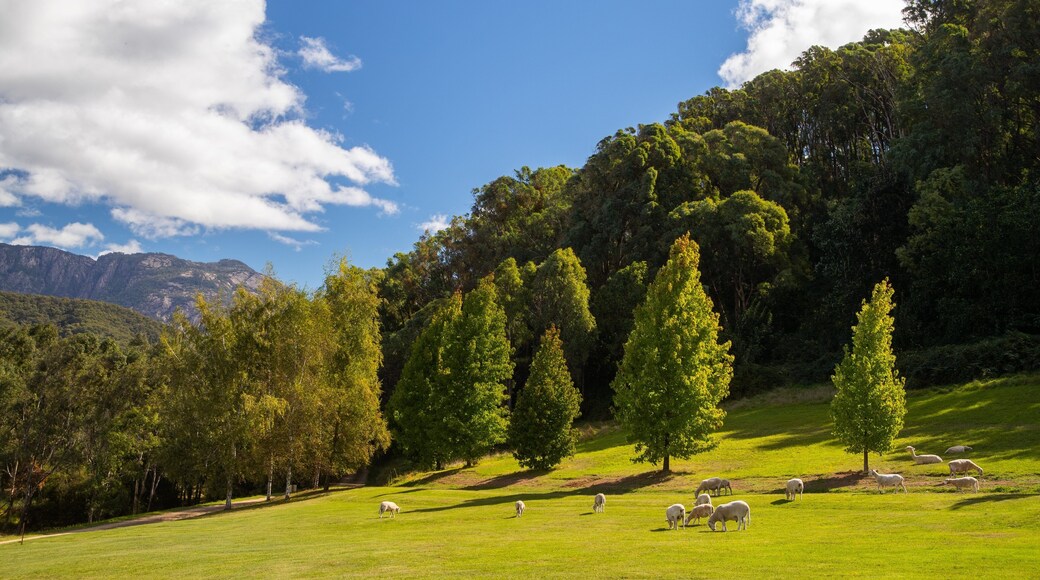 Ringer Reef Winery showing land animals, farmland and tranquil scenes