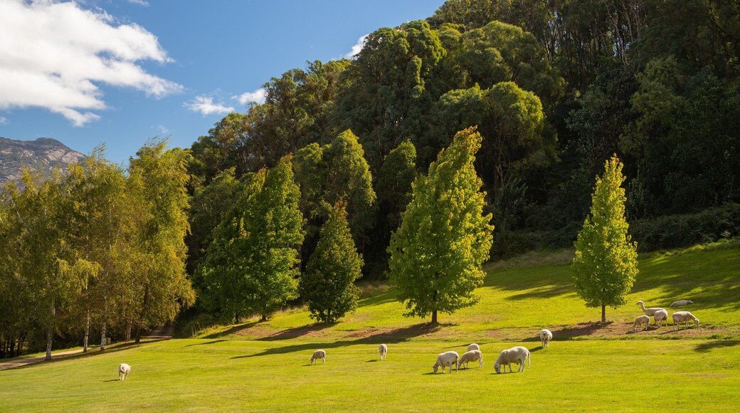 Ringer Reef Winery which includes land animals, farmland and tranquil scenes