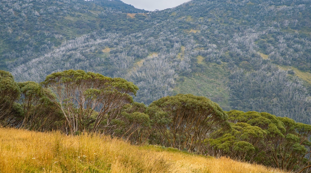 Mount Hotham Alpine Resort showing tranquil scenes