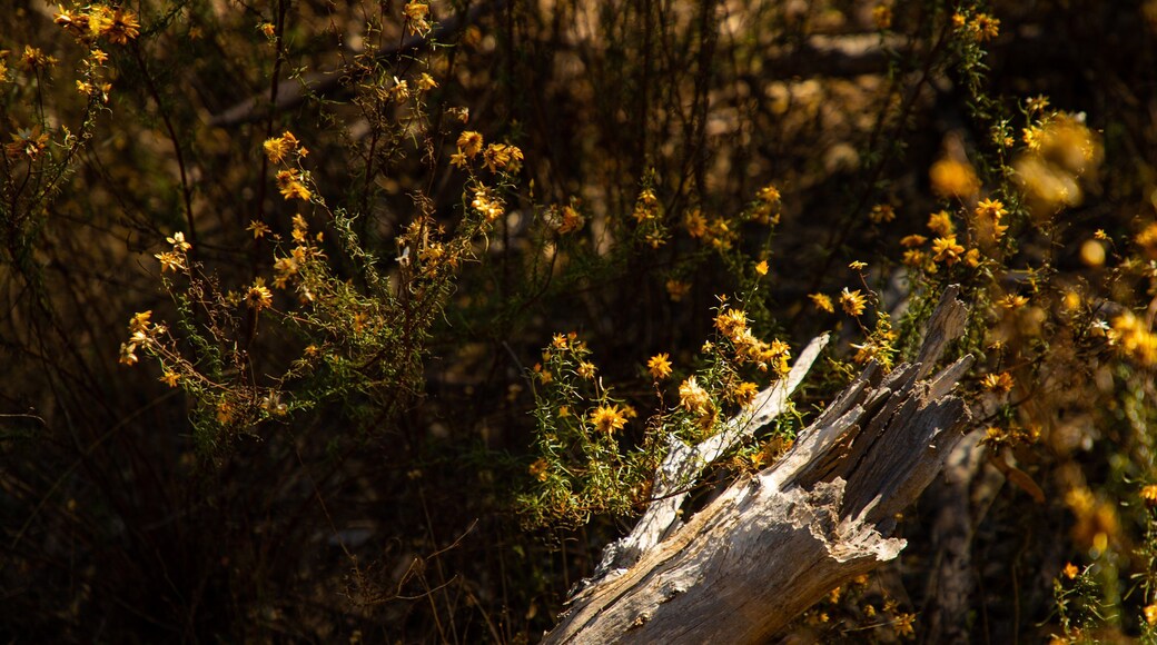 Warby Ovens National Park which includes wildflowers