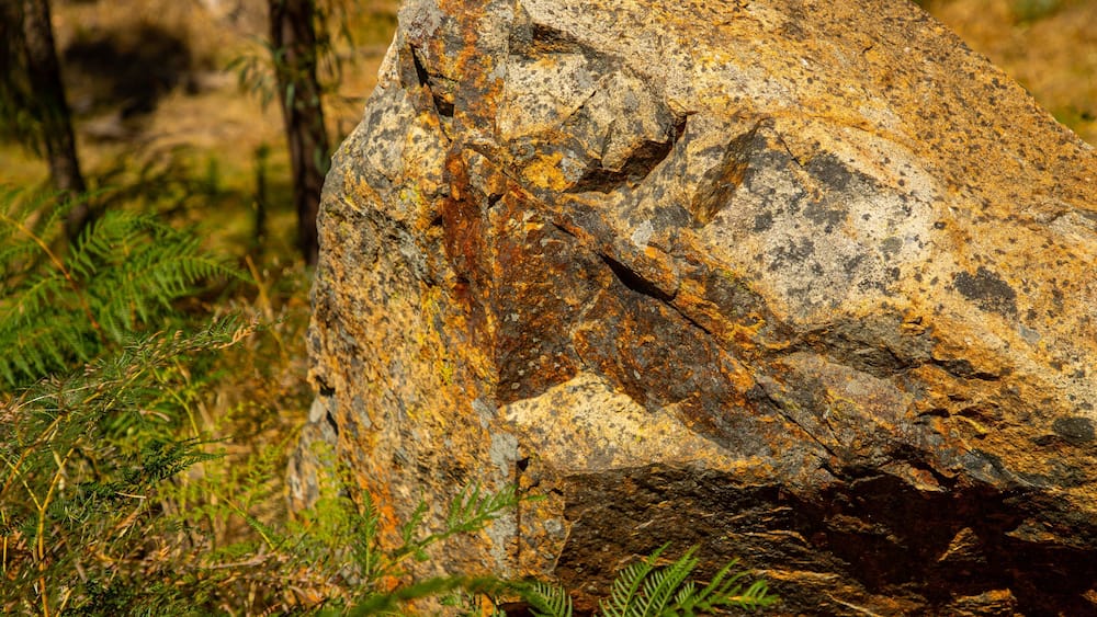 Un gros rocher recouvert de lichens, entouré de fougères et d’herbe.
