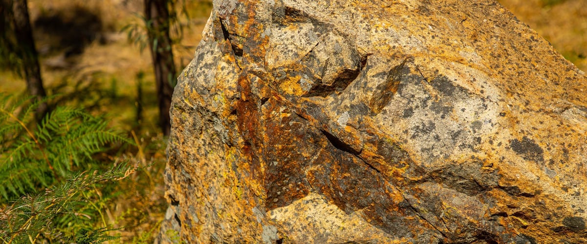 A large rock with lichen, surrounded by ferns and grass.