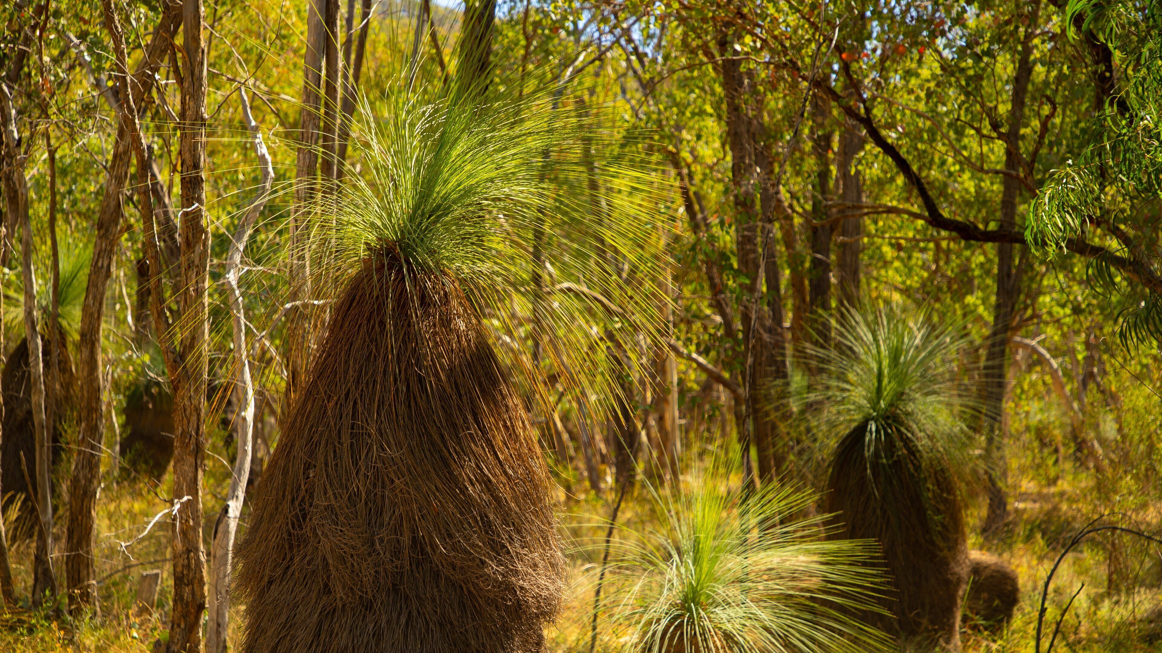 Warby Ovens National Park which includes a park and forests