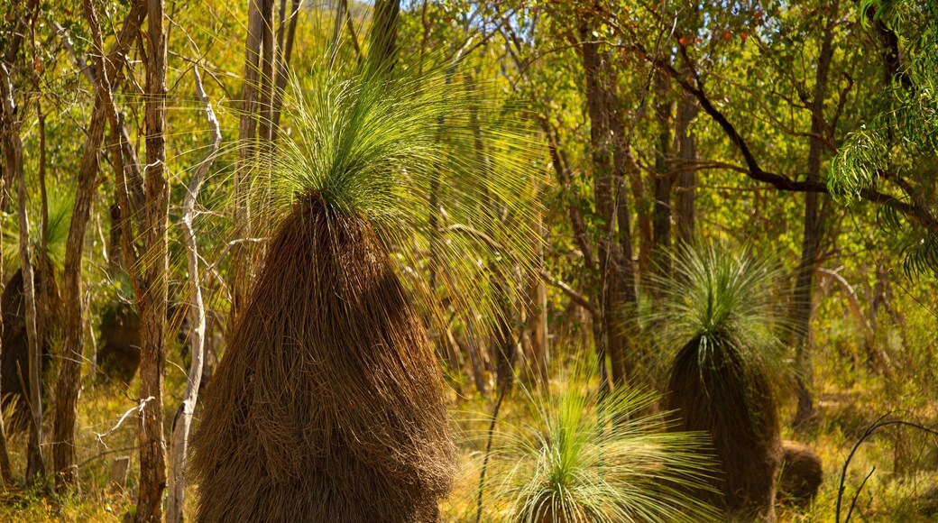 Warby Ovens National Park which includes a park and forests