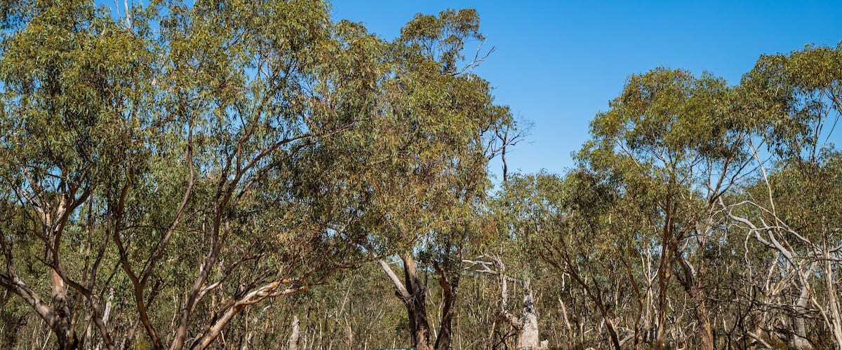 Warby Ovens National Park showing tranquil scenes and desert views