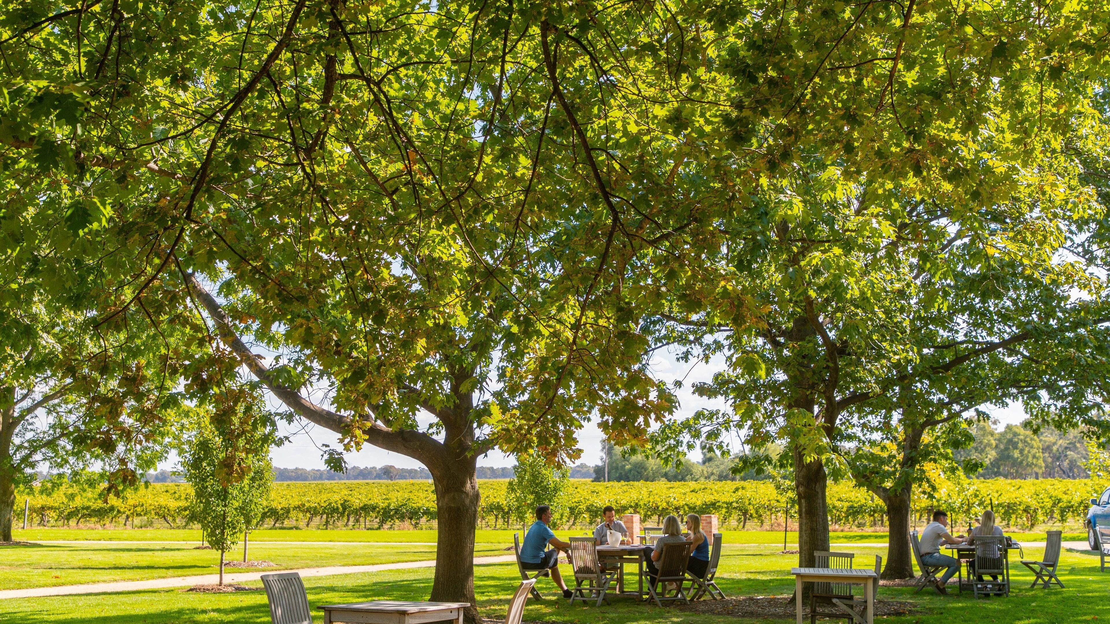 Campbells Winery which includes a park as well as a small group of people