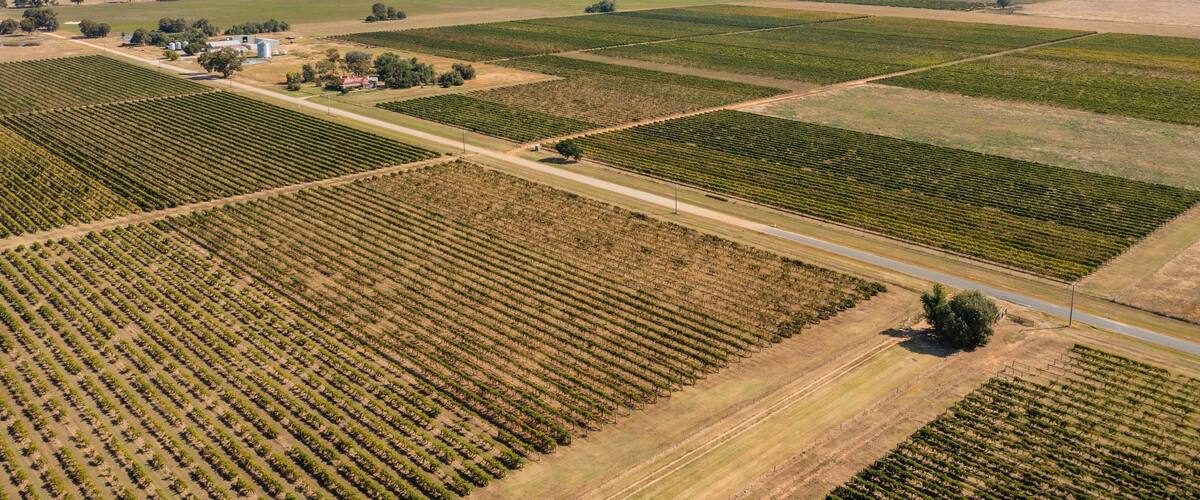 Campbells Winery which includes farmland and landscape views