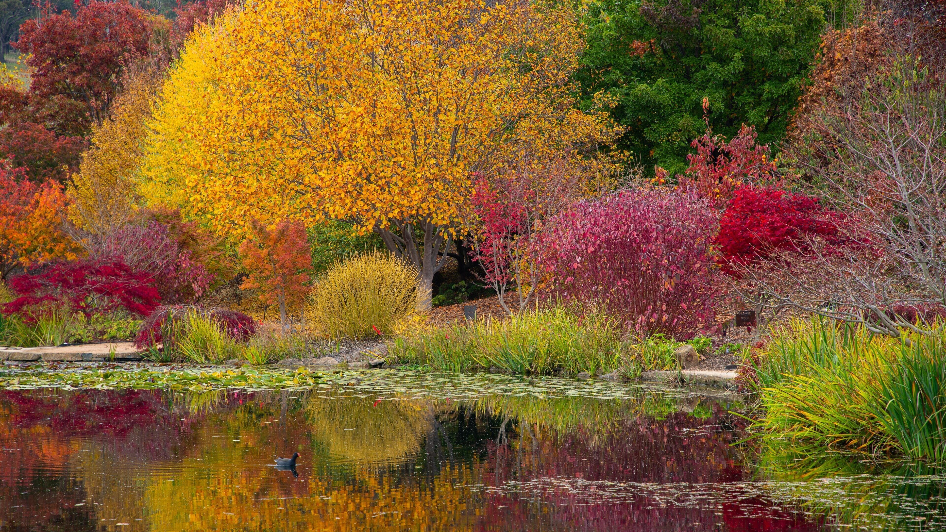 Mayfield Garden which includes fall colors, a pond and a garden