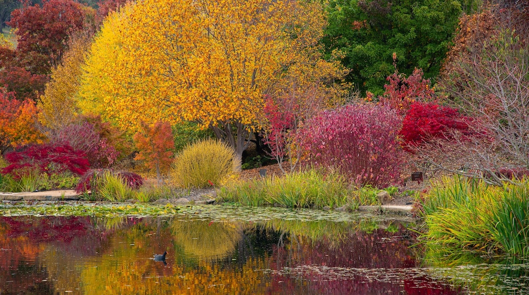 Mayfield Garden which includes fall colors, a pond and a garden