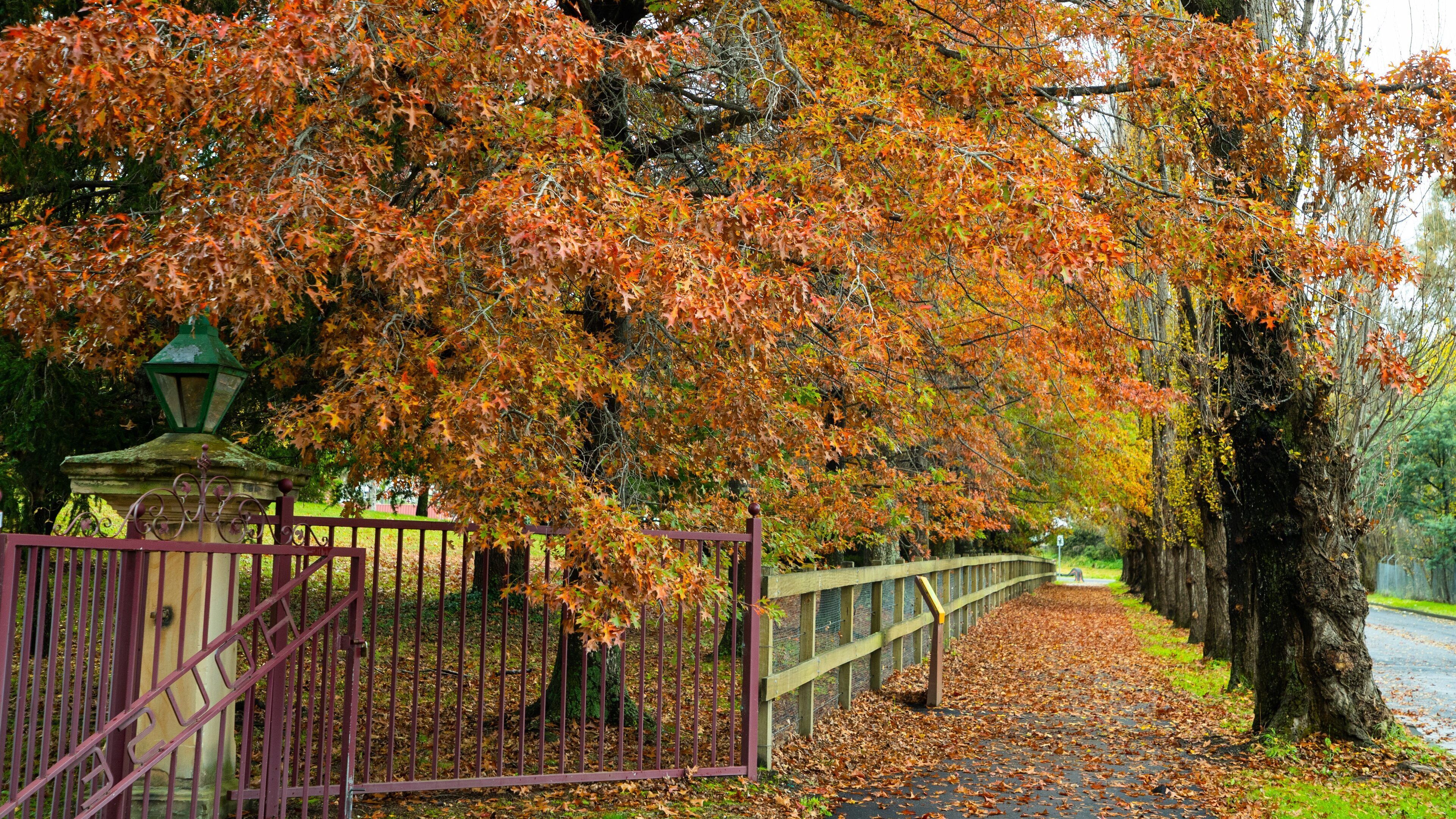 Eskbank House and Museum which includes autumn leaves and a garden
