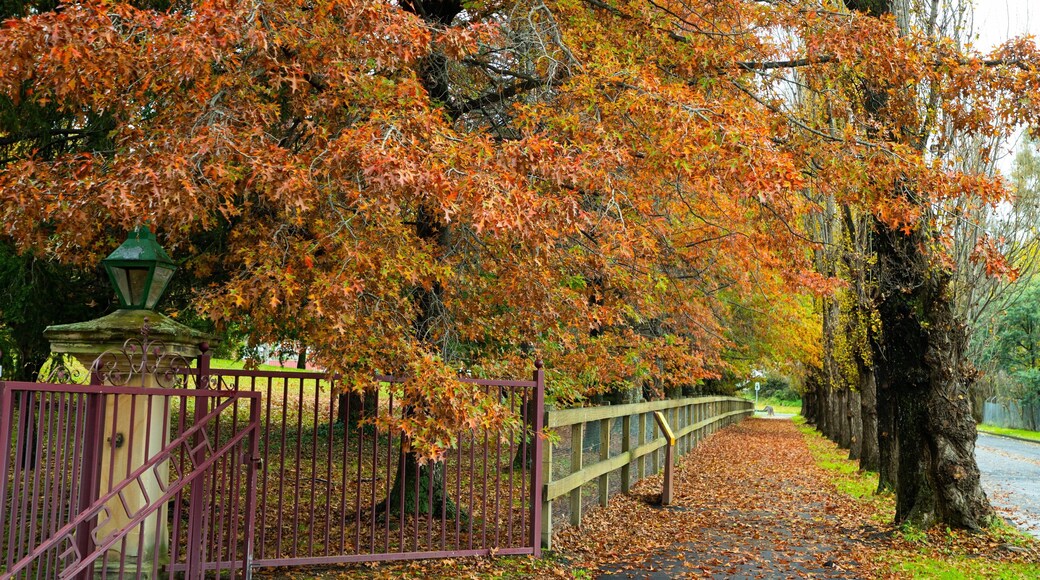 Eskbank House and Museum which includes autumn leaves and a garden